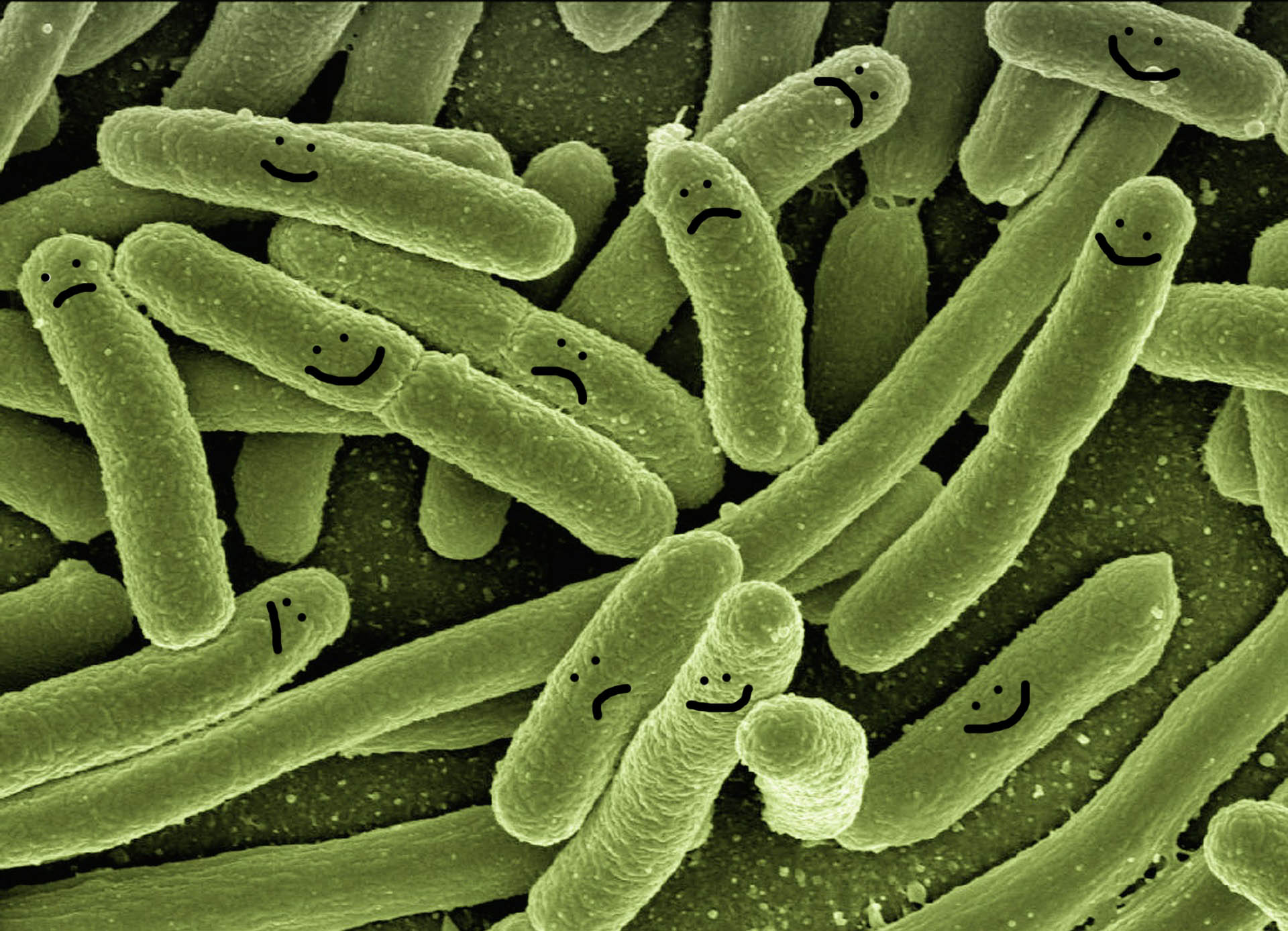 Good Bugs/Bad Bugs – The Confusing World of Probiotic Supplements