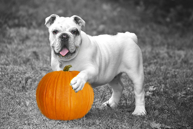how much pumpkin for dog
