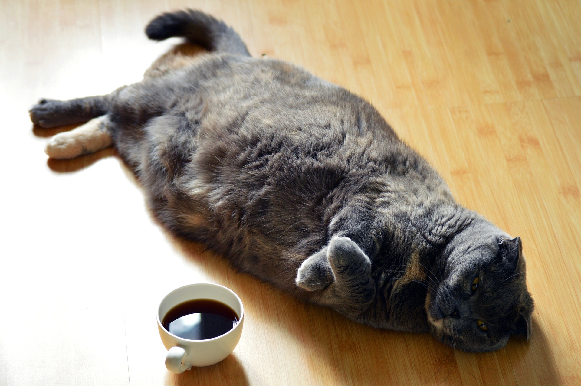 Five Ways Being Overweight Can Harm Your Cat’s Health