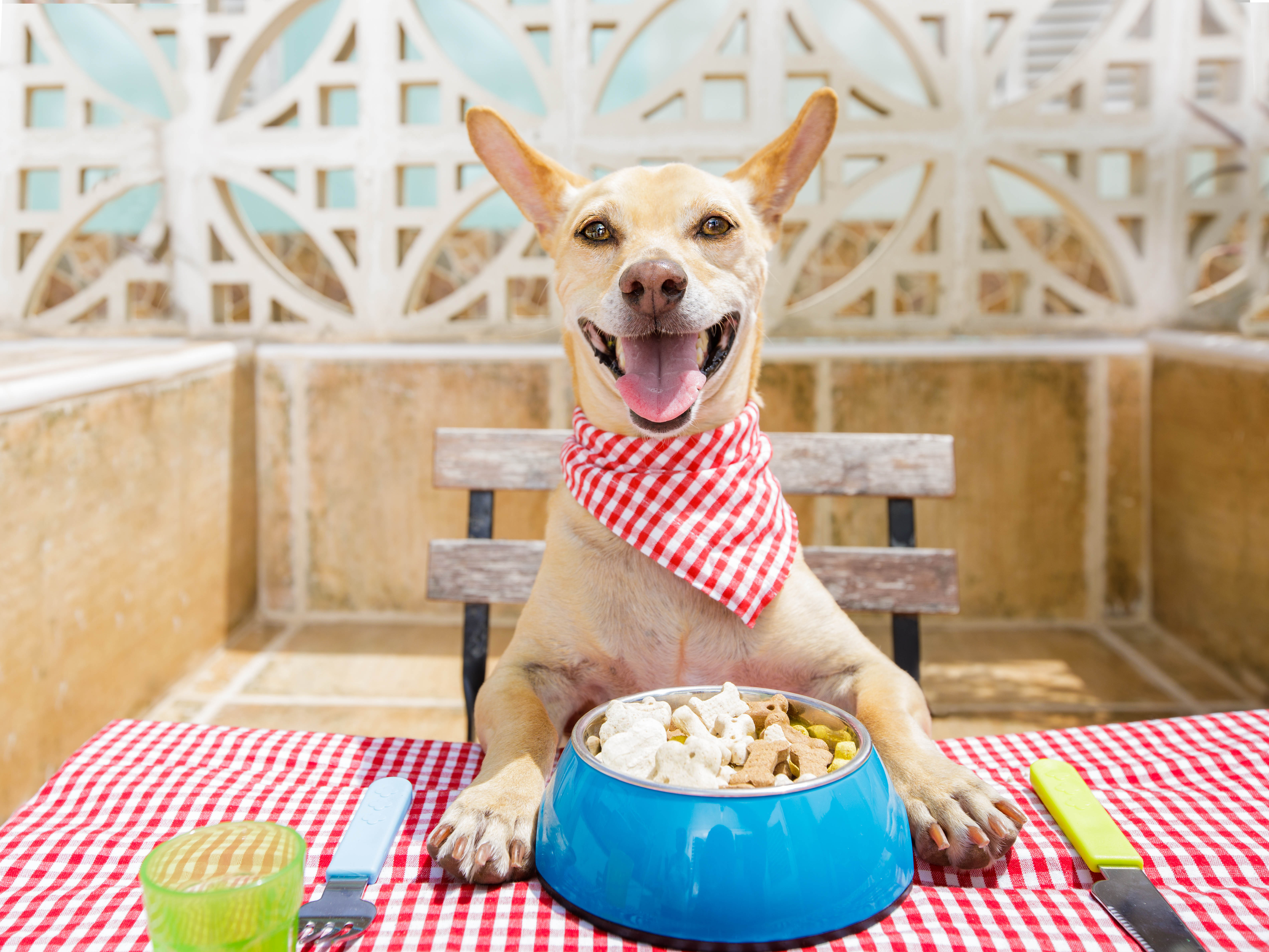 Feeding Frenzy: How Accurate Are Your Pet Food's Feeding