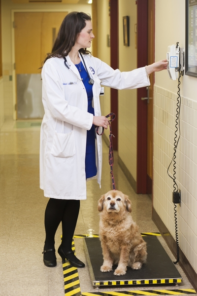 Dr. Deborah Linder weighing a dog