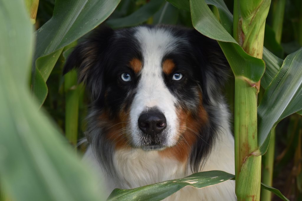 While corn is often vilified as a pet food ingredient, it is nutritious and easily digested by both dogs and cats and rarely causes allergies. As such, it is not an ingredient that most pets need to avoid in their diet.