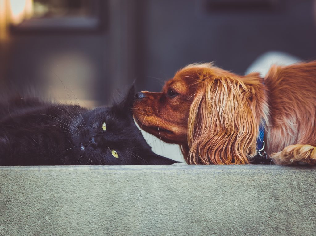 It can be hard to keep cats and dogs from eating each other’s food, but it can be important to do your best, especially when those foods aren’t the same or pets have different calorie needs. Here’s tips on how to make it work.