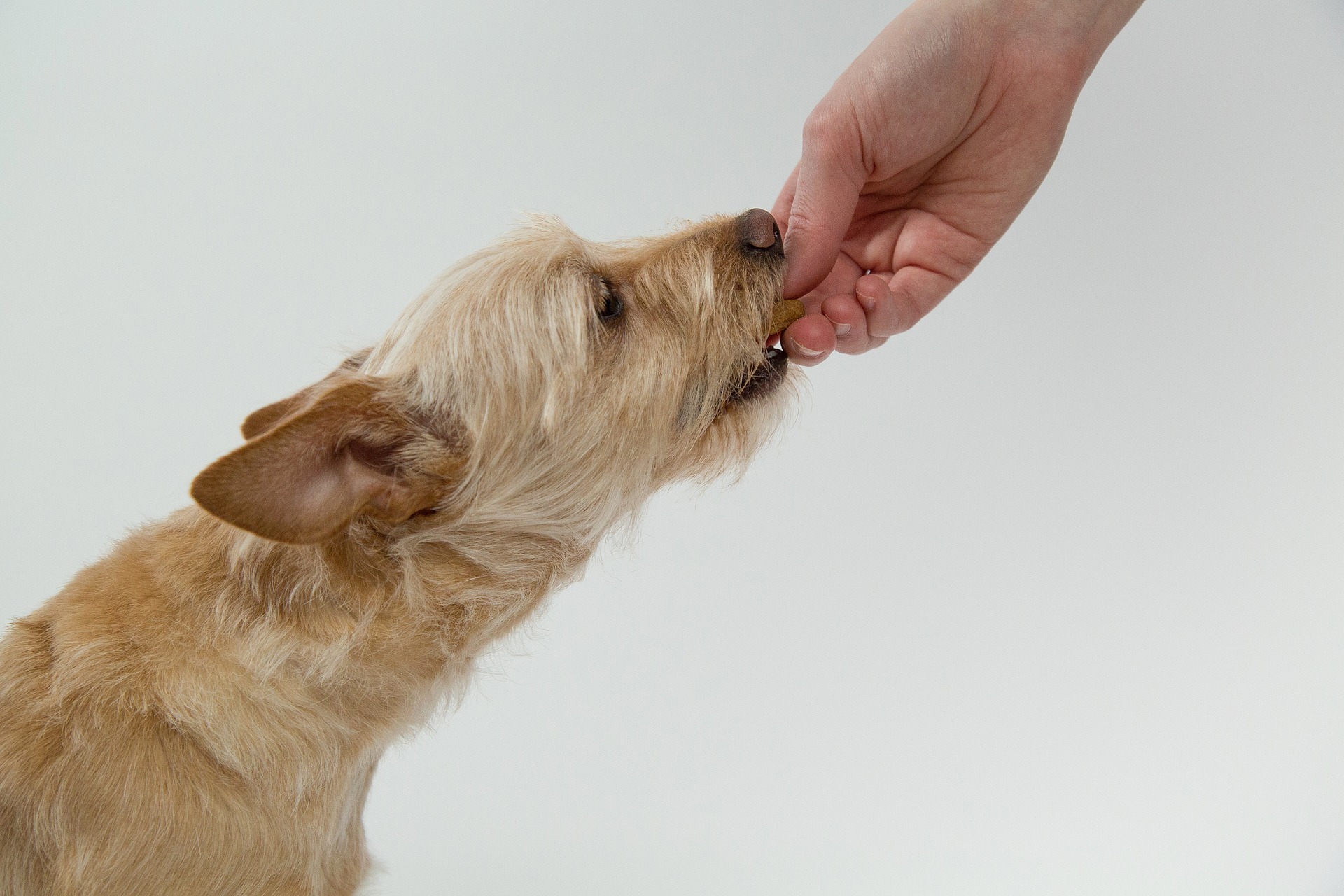 Top Five Nutrition Mistakes Pet Owners Make