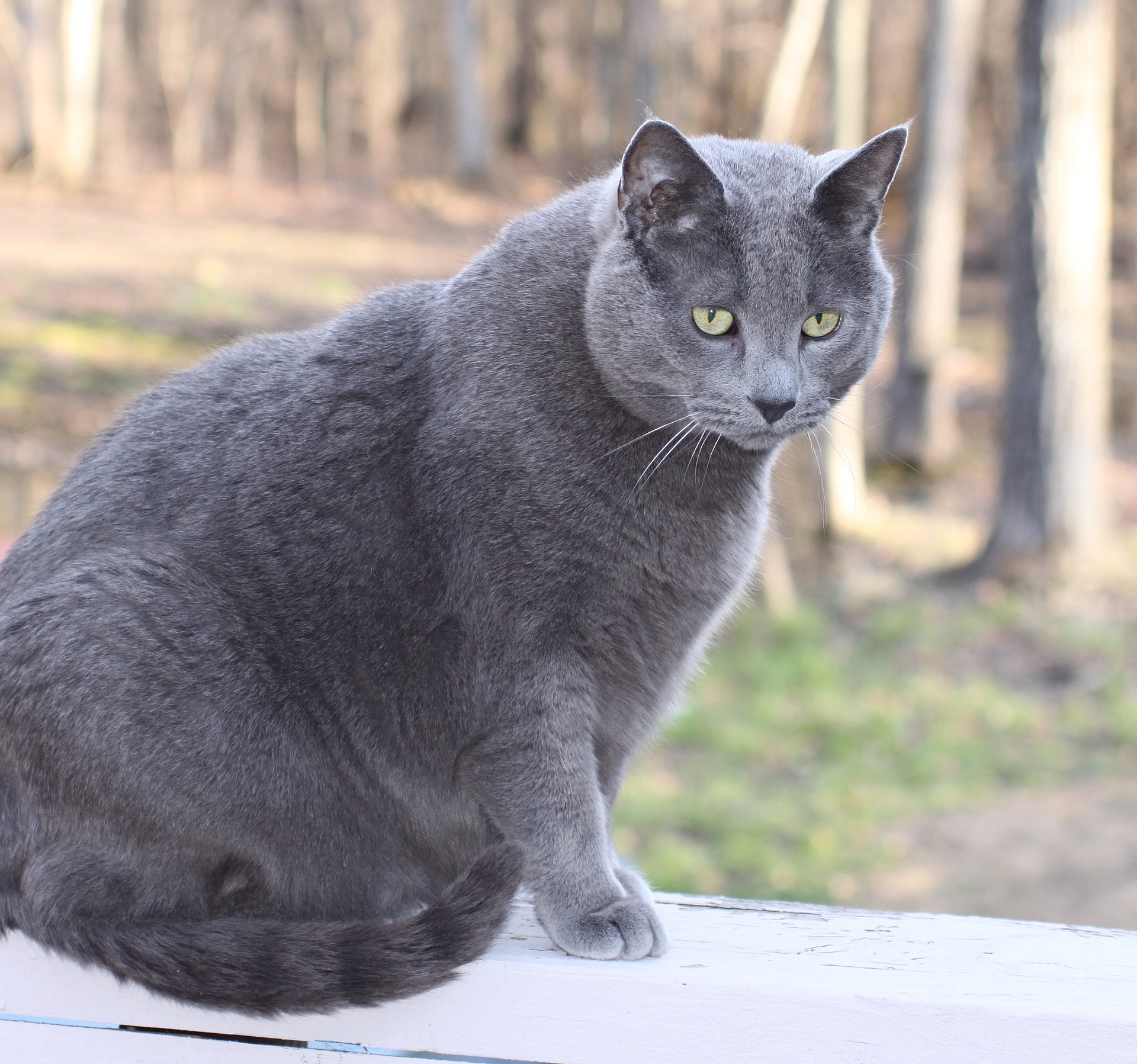 How Fast Is Too Fast For My Pet To Lose Weight?