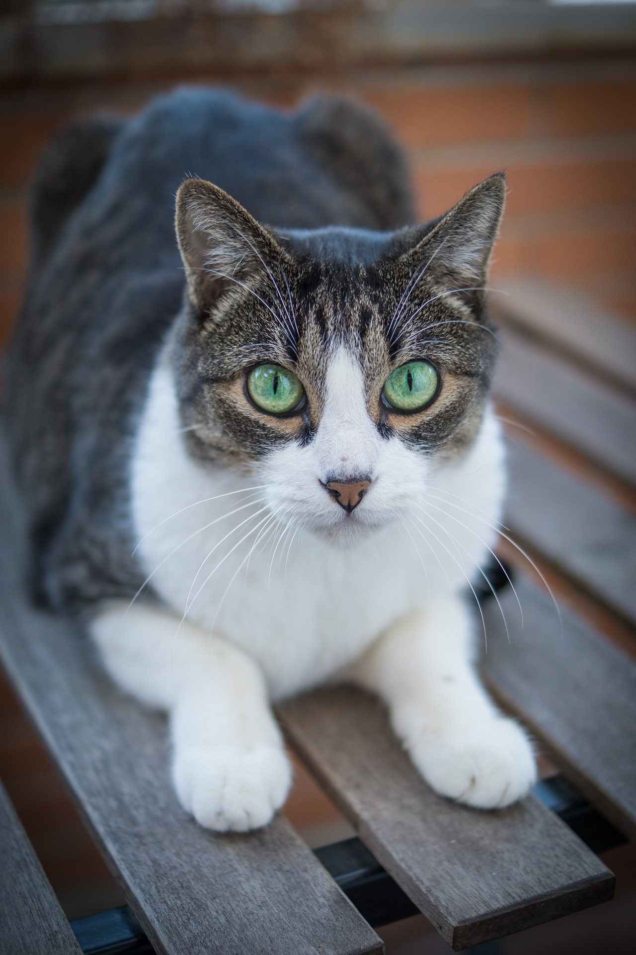 Managing Hyperthyroidism with Diet in Cats