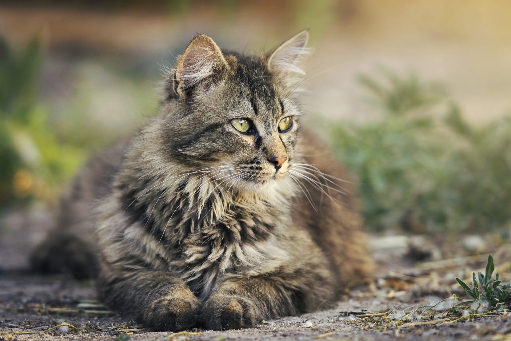 A recent study compared nutrient levels in cat foods marketed for senior cats versus those marketed for adult cats - we discuss their findings and the implications for feeding older cats.