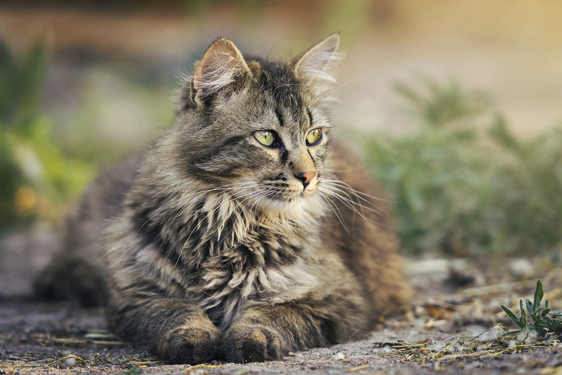 Research Review: Comparing “senior” and “adult” cat diets