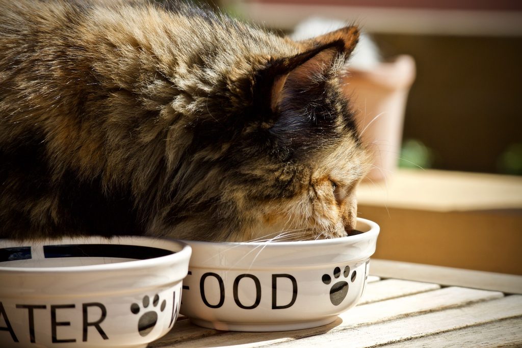 Different from dogs, who are omnivores (meaning they are designed to eat a combination of animal and plant foods), cats are carnivores and have unique metabolism compared to many other domestic animals.