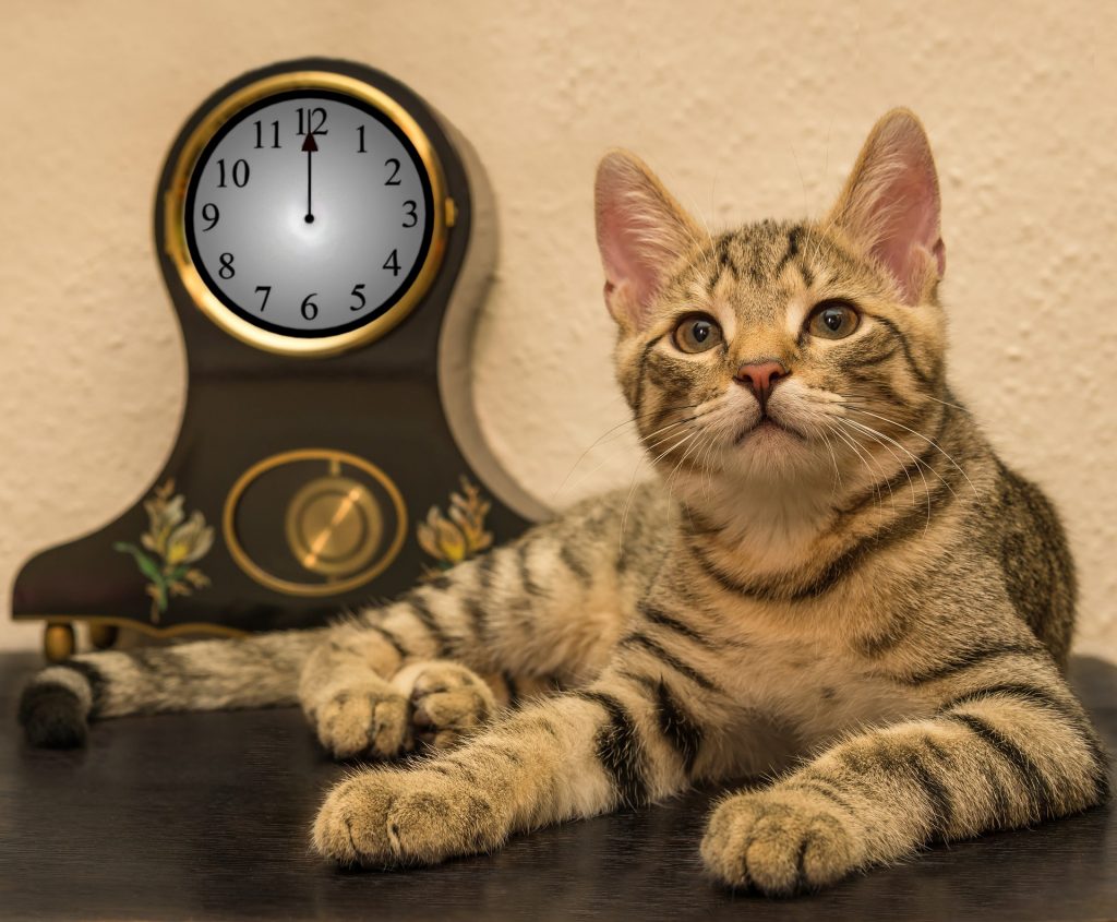 Is there a “best” schedule for feeding pets? This is a common question, so we’ve provided some general guidelines to help you find the best fit for your household.