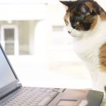 Cat at Computer