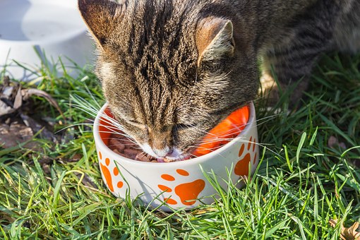 Using appetite as the only test for whether your cat is happy or dealing with medical conditions means you might miss some subtle behaviors.