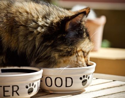 Test your Nutrition Know-How for Cats with Kidney Disease