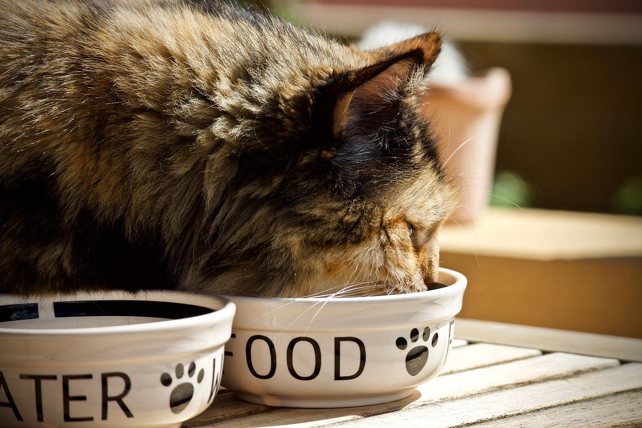 Test your Nutrition Know-How for Cats with Kidney Disease