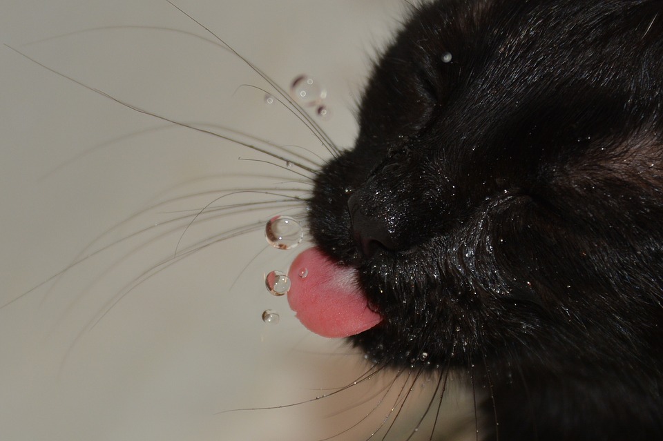 Tips and Tricks to Get Your Cat to Drink More Water