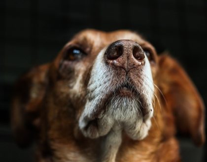 Can Diet Help With My Dog’s Seizures?