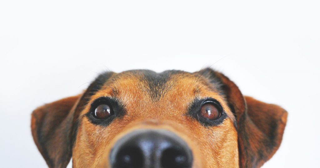 We're big fans of the WSAVA guidelines for selecting pet foods and there is a new online tool from the Pet Nutrition Alliance that allows you to see answers from pet food manufacturers to some of the questions WSAVA recommends asking about your pet's food