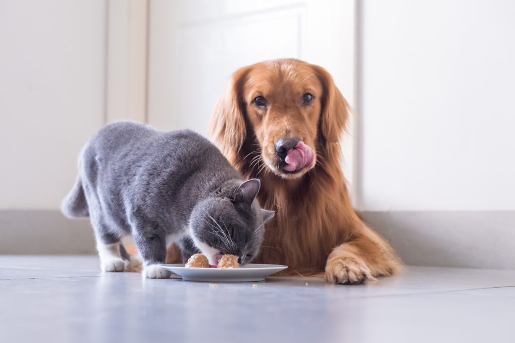 Dr. Freeman provides tips for getting your pet to eat their therapeutic diet