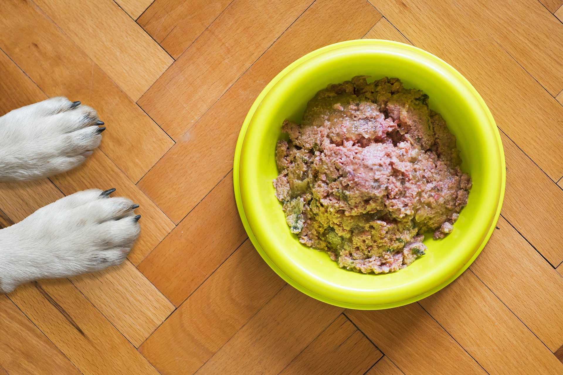 Expensive eats? Comparing the costs of different types of dog food