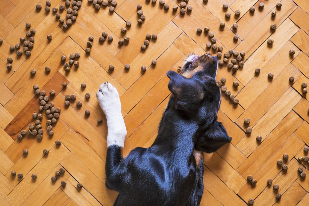 Some pets eat way too quickly and this can result in health issues. We cover some tips for slowing down the food gulper in your life!