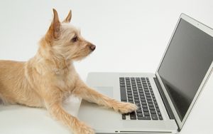 Dog using laptop
