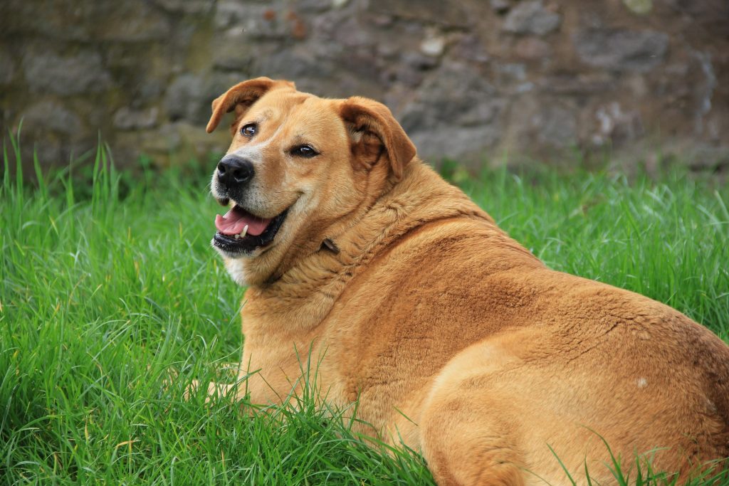 Though dogs may not have to be worried about being made fun of by other dogs at the dog park, being overweight has been linked with many conditions that can affect a dog’s health including…
