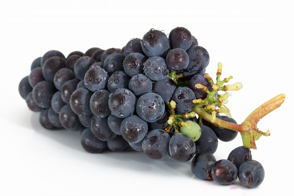 While you may have heard before to not feed grapes or raisins to your dogs for fear of kidney damage, the reason why they can be so toxic has been a mystery.  However, recently a new idea has emerged that might finally help us figure out what is going on!