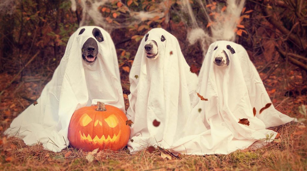 Did you know that some of your favorite Halloween treats could be dangerous or even deadly to your dog?