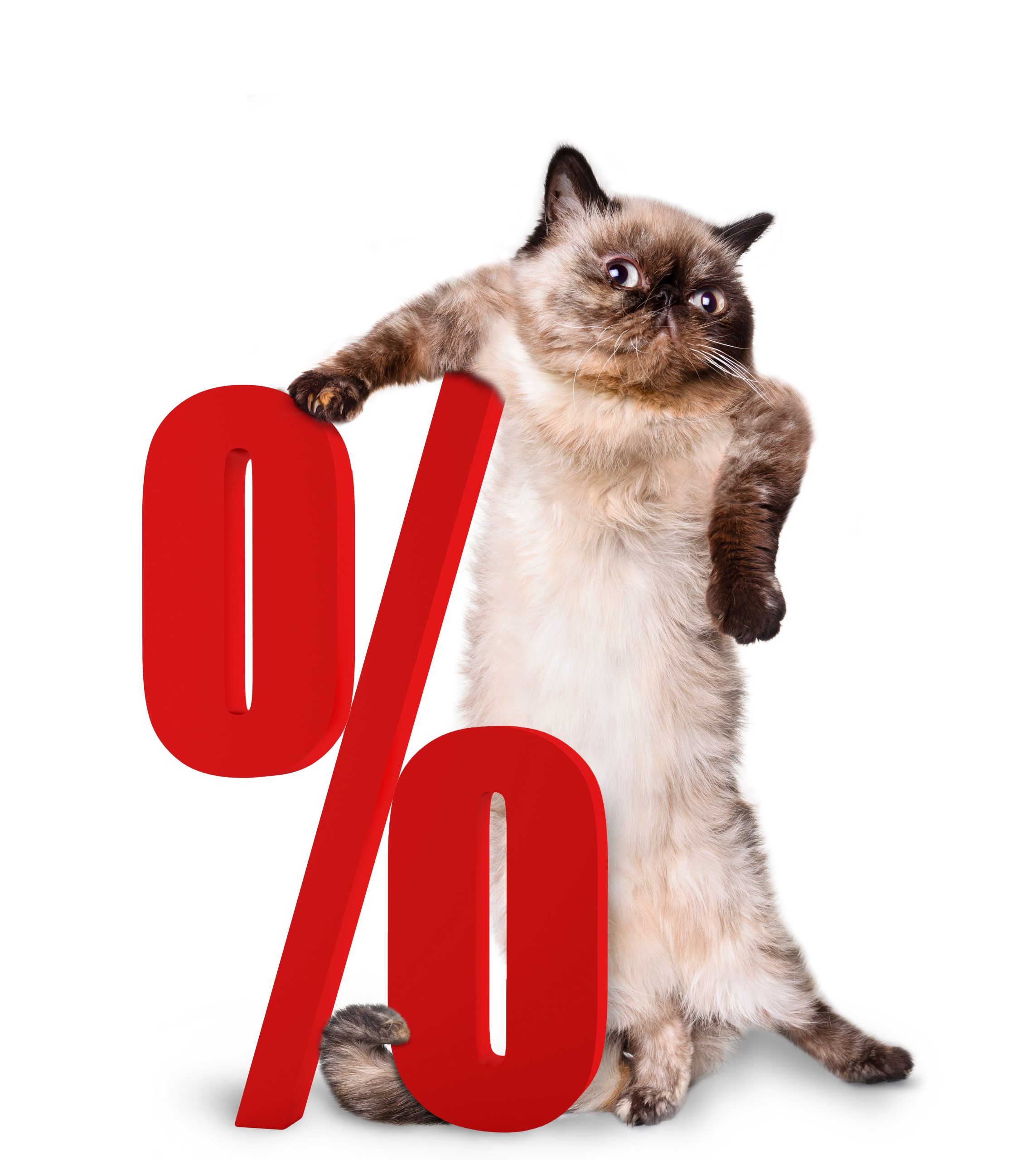 Cat with percent sign
