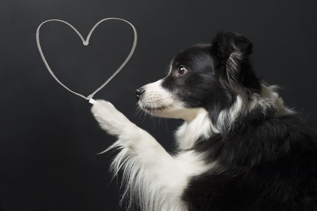 Recently published research studies are shedding light on diet-associated dilated cardiomyopathy (DCM) in dogs.
