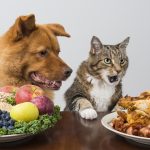 Dog and cat choosing between veggies and meat