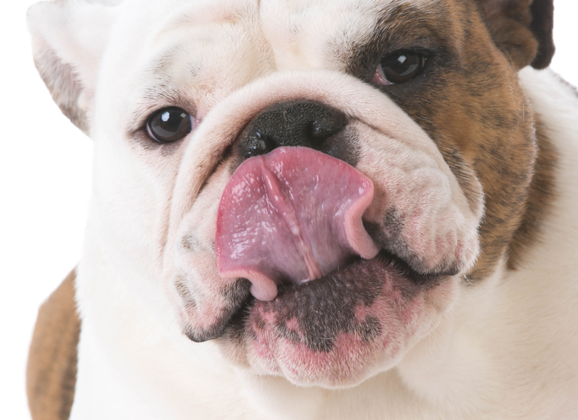 Bulldog licking lips