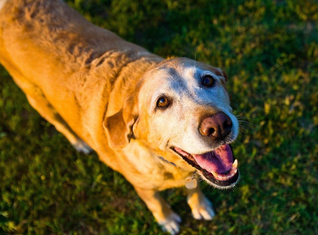 Older pets can suffer from Cognitive Dysfunction Syndrome, which is similar to dementia in people. While the disease is irreversible, some nutritional alterations have been shown to help affected pets