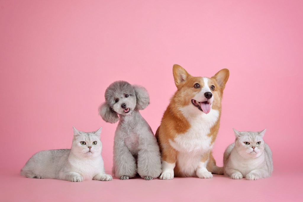 Petfoodology was featured in a new article on choosing pet food by Insider