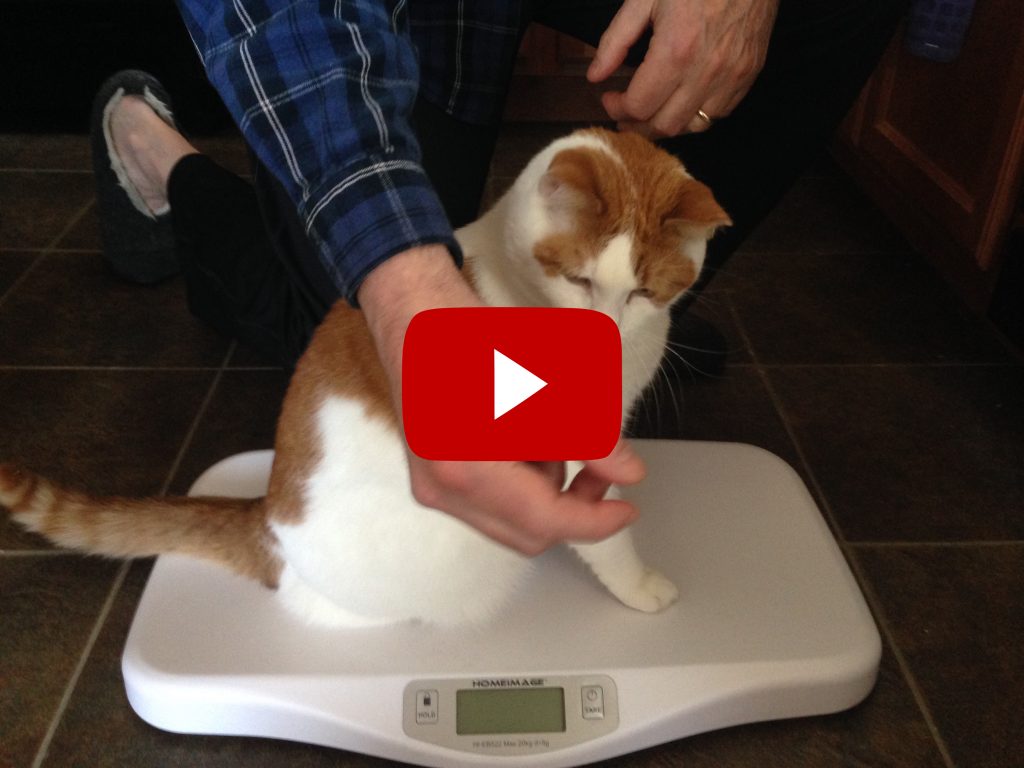 Weight loss can be challenging, especially in cats. See Sunshine’s story as he learned to shed the pounds and get more active with these healthy living tips!