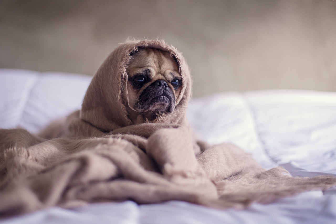 Stomaching the Problem: Could Your Pet Have Bilious Vomiting Syndrome? –  Clinical Nutrition Service at Cummings School