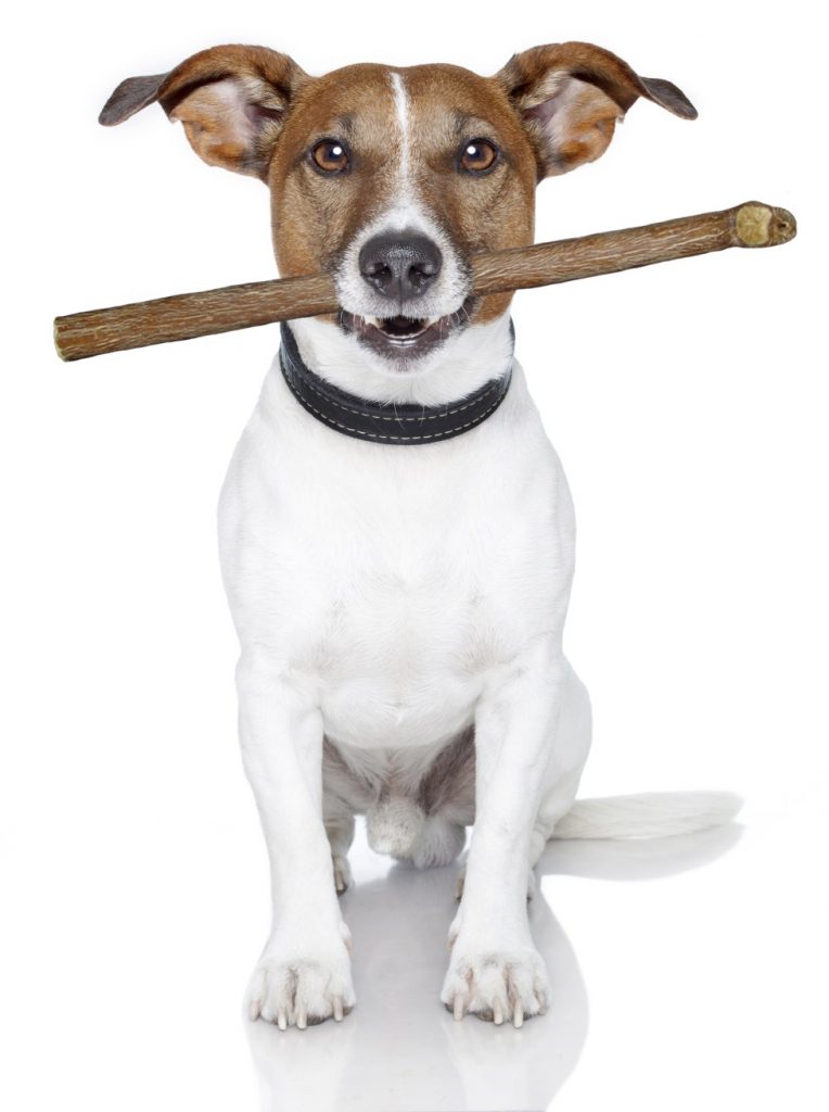 Do you know what bully sticks are? A surprising number of owners (almost 50% in our survey) do not.