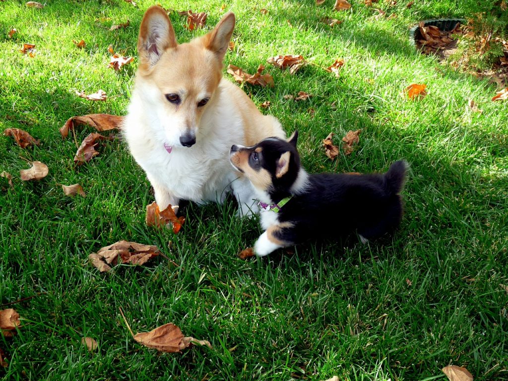 Corgi adult and puppy